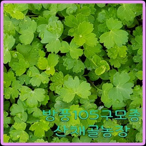 화천산약초 방풍 모종 105구모종판/ 갯기름나물모종 1판당20 000원, 1개