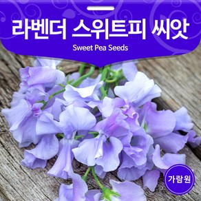 라벤다 스위트피 씨앗 라벤더 꽃씨 꽃씨앗 종자 10알