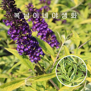 왜성 붓들레아 마드다스 골드나이트 [1포트 복남이네야생화 모종], 1개