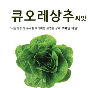 큐오레 상추씨앗 (100립) 프리미엄 유럽상추, 1개