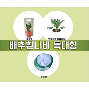 배추흰나비알화분(특대형)