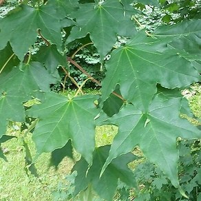 친구식물 고로쇠나무 약용수 우산고로쇠 120L포트, 1개