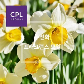 수선화 프래그런스오일 20ml 500ml 영국 CPL 아로마 캔들 디퓨져 재료, 1개