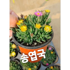 송엽국/사철채송화 송엽국