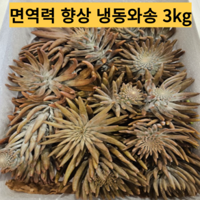 [국내산] 생와송 햇생와송 (냉동와송 ) 면역력에 좋은 생와송 산지 직송, 1g, 1박스, 3kg