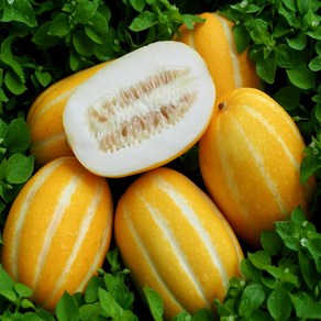 땅아래농산 [당일수확 농장직송] 성주 꿀 참외 3Kg 가정용 선물용, 1박스, 로얄과(중) 2Kg