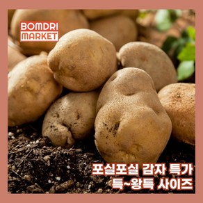 봄드리마켓 포슬포슬 가성비 감자 특 왕특, 1개, 10kg 특 (개당 130g 내외)