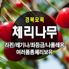 [경북농원] 체리나무묘목 신품종 자가수정 (라핀/레기나/좌등금/나폴레옹등등) 접목묘, 옥타비아 접목 중묘, 1개, 체리