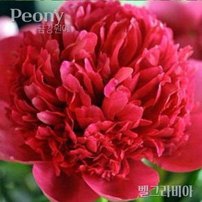 작약 숙근(2~3촉) 입고 금강원예, 1개, Red-벨그라비아