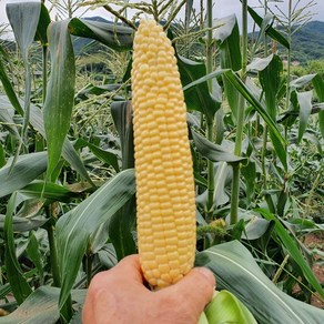 [노~랑 햇 초당옥수수] 한아름마켓 아삭아삭 식감 좋고 달콤한 고당도 초당 옥수수 10개 20개, 상품