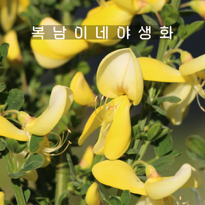 노지월동 애니시다 루나 [1개 복남이네야생화 모종 브룸 사이티서스 cytisus], 1개