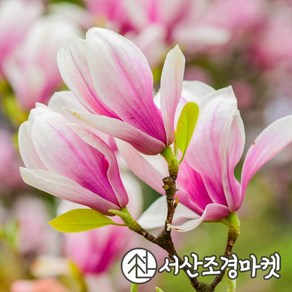 목련나무 묘목 조지헨리컨 p9포트 서산조경마켓, 1개