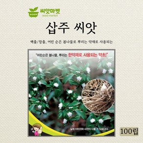 세계종묘 삽주 백출 창출 씨앗 100립, 1개