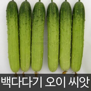 오이씨앗 오이 씨앗 백다다기오이 cucumbe seed 50알, 1개