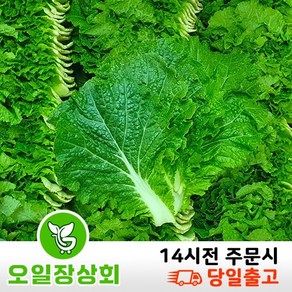 ( 오일장 상회 ) 국내산 쌈추 쌈배추 2kg 4kg