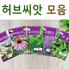 살아있는 허브 씨앗 모음 허브씨 로즈마리 레몬밤 바질 딜 카모마일 라벤다 민트 타임 마조람 세이지 챠빌 코리안더 고수 루 히솝 스테비아 차이브 에키네시아 야생 종자, R- 챠빌, 1개