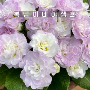 발레리나앵초 핑크아이스 [1포트 복남이네야생화 모종 앵초 프리뮬라 pimula], 1개