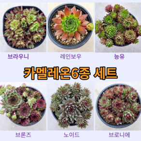 카멜레온 바위솔6종 세트 / 이름표 첨부 / 분채배송 / 선별발송 월동다육 꽃과정원이야기 정원 전면 인테리어, 1개