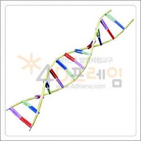 4D프레임 DNA 5