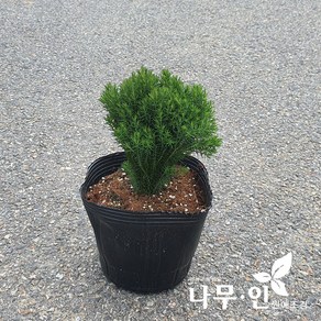 [나무인] 테디 둥근측백