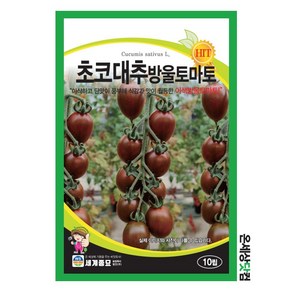 초코대추방울토마토 10립 / 과일 채소 이색방울토마토 텃밭 씨앗 종자, 1개