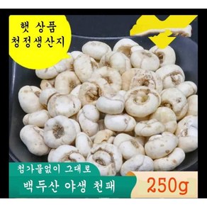 백두산 야생 천패 250g 허브 기침 천패모 건조 희귀 중국 약초 약재 EMS특송, 1개