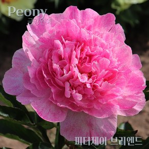 작약 숙근(2~3촉) 입고 금강원예, 1개, Pink-피터제이 브리엔드