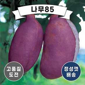 (나무85) 으름 3종 시리즈, 3. 홍화으름 포트, 1개