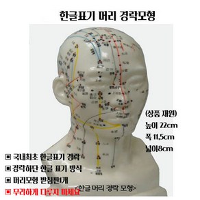 한글경락 머리모형