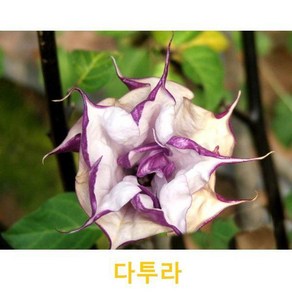 초화식물/야생화 다투라(색상랜덤) 화분모종 4개(L0058)