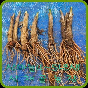 모종이야기 e쉬운새싹채소 산마늘모종 4~5년생 /울릉도명이나물 촉당400원, 200개