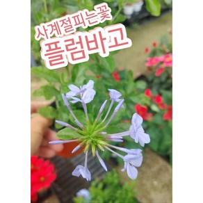 플럼바고/플룸바고/하늘빛 색감의 사계절피는 꽃, 1개