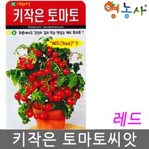 키작은 레드 토마토씨앗 50립 체리 화분 종자