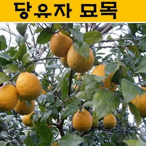 묘목/제주토종 유자나무 당유자 접목4년생 JJ027, 1개