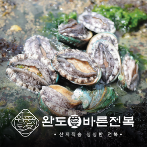 [바른전복] VIP특대전복 8-9미 1kg 횟감 선물용, 활전복 1kg 8-9미, 1개