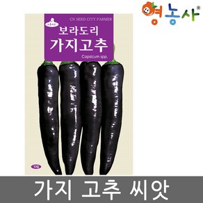 가지고추 씨앗 10립 자색 고추씨앗 보라도리