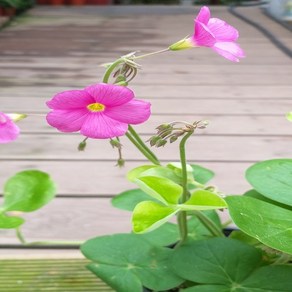 행복한꽃순이 땅콩사랑초