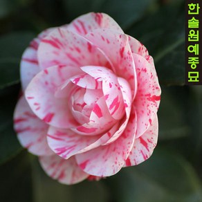 삼색동백 대륜 - 꽃화분 화목 관목류, 01.삼색동백-H0.8분묘, 1개