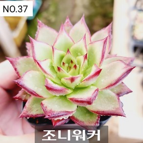 다육식물- 희귀 다육 100가지 모아보기, [NO. 37] 5.5cm 포트, 1개