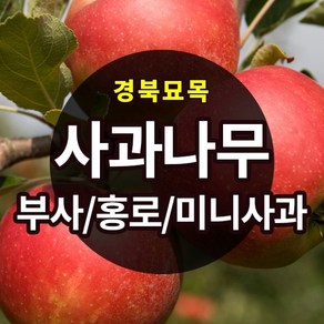 [경북농원] 사과나무묘목 이중접목 특묘 (부사/홍로/시나노골드/미니사과), 루비에스(미니사과) 접목  상묘, 1개