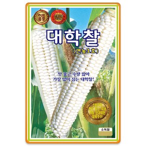 [씨앗팜] 대학찰 옥수수씨앗 3개 연농1호 찰 옥수수 씨 종자