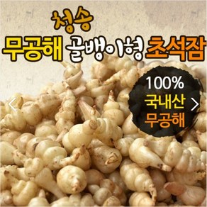 산지직송 무공해 초석잠 골뱅이형초석잠(생)1kg(최상품), 3541개, 1kg(생)(최상품)