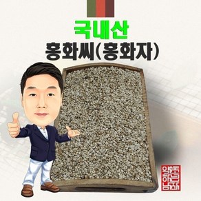 국내산 홍화씨(홍화자) 500g (경북 영천) 국산 국내산