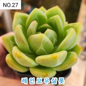 다육식물- 희귀 다육 100가지 모아보기, [NO. 27] 5.5cm 포트, 1개