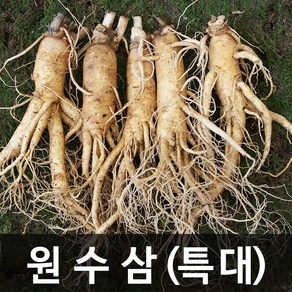 청명네이처 금산인삼 수삼(원수삼) 특대 (750g) (6~7뿌리)