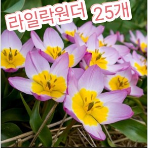 원종튤립구근 라일락원더 25개/매년 퇴화하지않고 번식하는 튤립꽃, 25개