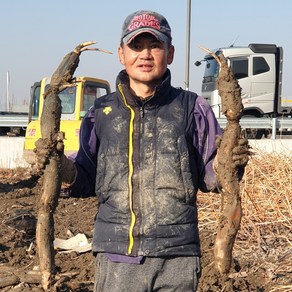 2024년 햇연근 대구 반야월 지역에서 재배된 흙연근 당일수확 당일발송