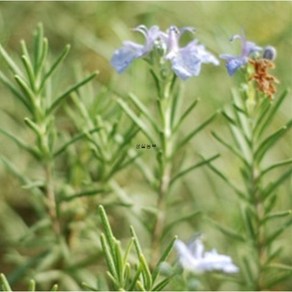 로즈마리씨앗(Rosemay) 40립 (일반종), 1개