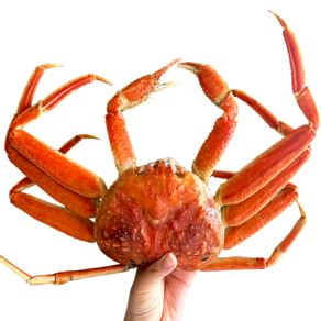 [동해항 당일발송] 특A급 러시아 박달대게 자숙대게 수율보장제도실시, 4kg (3~5마리내외), 1개