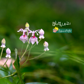 뻐꾹나리 [3포트 복남이네야생화 모종 토종식물 코리안 토드 릴리 lily], 3개